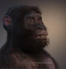 AUSTRALOPITHECUS GARHI