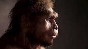 HOMO ERECTUS
