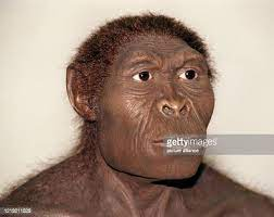 HOMO HABILIS