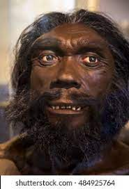 HOMO HEIDELBERGENSIS