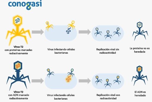 Alfred Hershey y Chase