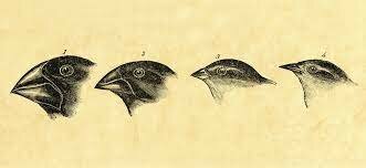 Discovery of Natural Selection