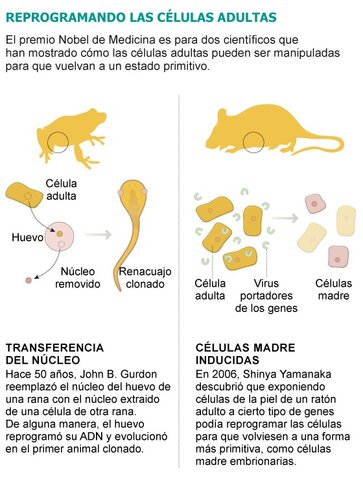 John B. Gurdon y Shinya Yamanaka
