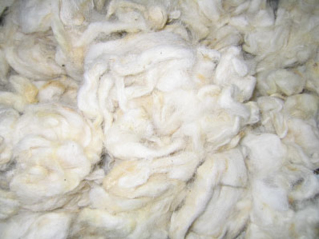 Wool Export Begins
