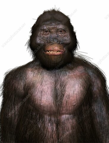 Australopithecus garhi