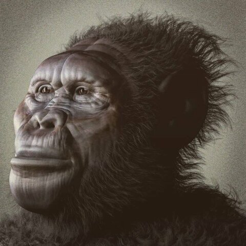 Kenyanthropus platyops