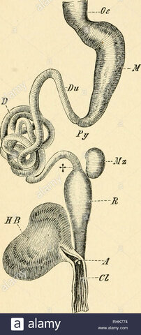 Demarcación de la ciencia.