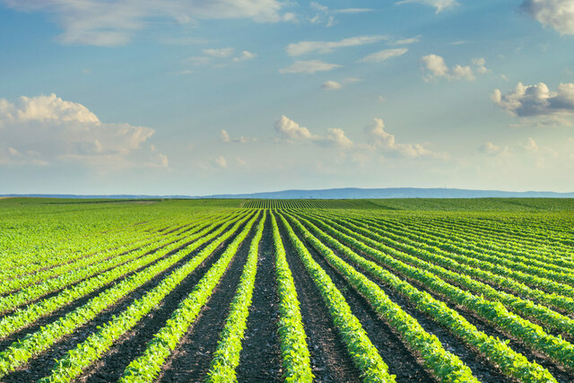 Producción agricola