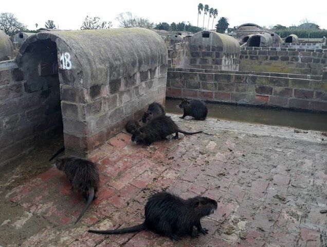 Cría de nutrias