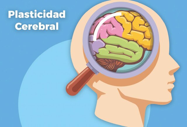 Plasticidad cerebral y el aprendizaje