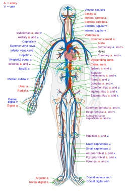 William Harvey: blood circulation
