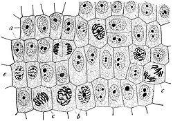 Robert Hooke: discovers the cell