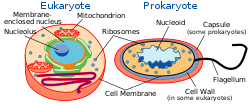 origin of cells