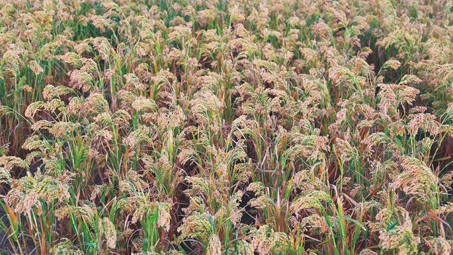 First Evidence of Cultivation