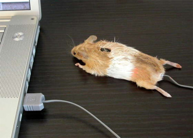 Cmputer Mouse