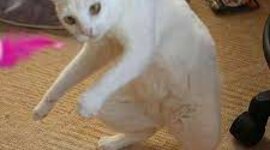 Timeline: Linea de tiempo