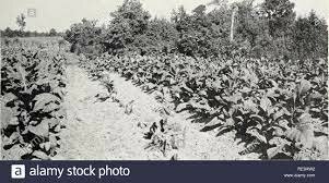 Programas de extensión de tierra