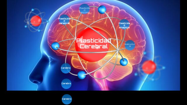 La plasticidad del cerebro.