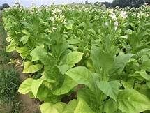 In Virginia werd in 1612 de tabaksplant geïntroduceerd