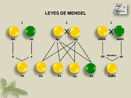 Leyes de Gregor Mendel.