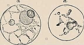 Nucleína, Friedrich Miescher.