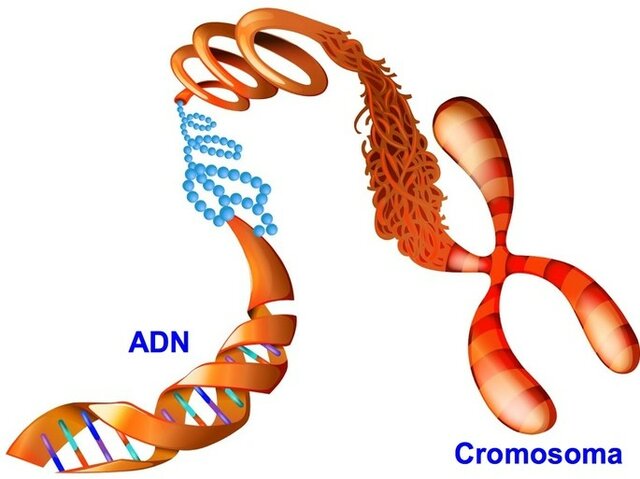 Cromosomas como portadores de genes, Thomas Hunt Morgan.