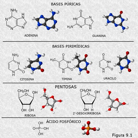 Identificación de los componentes de los ácidos nucleicos. Phoebus Levene