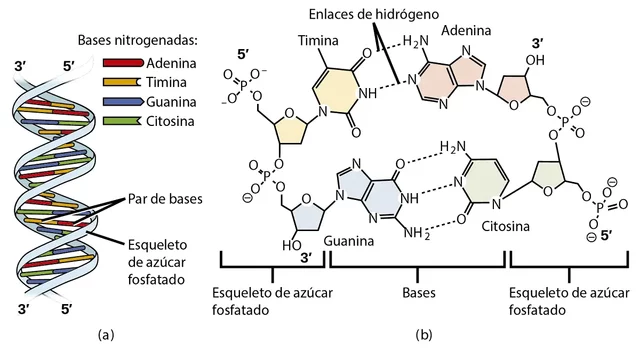 El ADN como una fibra compuesta de bases nitrogenadas apiladas. William Thomas Astbury