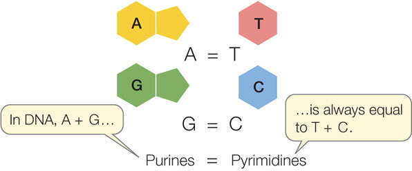 Diferencias entre Purinas y Pirimidinas. Erwin Chargaff
