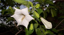 Timeline: Complejo Quina