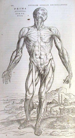 De Humani Corporis Fabrica by Andres Vesalius