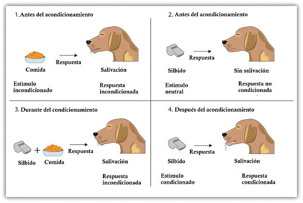 Iván Pávlov condicionamiento básico (estimulo-respuesta)