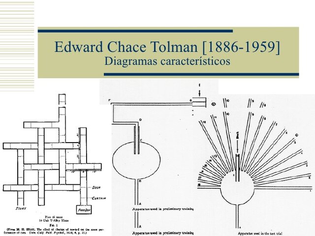 Mapas cognitivos de Tolman