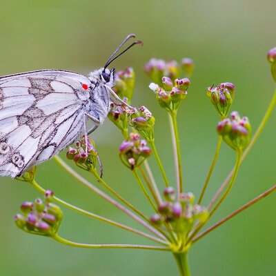 Timeline: Climat & Santé