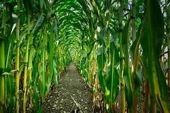 De maïsoogst werd met opzet vernietigd