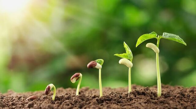Plants colonise the land