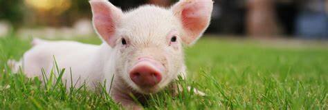 miljoenen varkens worden naar de slacht gebracht