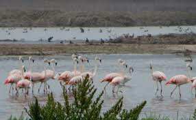 PROTOCOLO RELATIVO A LAS ÁREAS Y A LA FLORA Y FAUNA SILVESTRES ESPECIALMENTE PROTEGIDAS DEL CONVENIO PARA LA PROTECCIÓN Y EL DESARROLLO DEL MEDIO MARINO EN LA REGIÓN DEL GRAN CARIBE