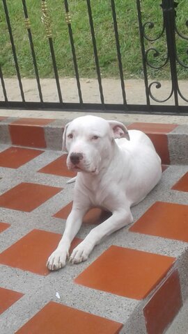 it was the year my pet died