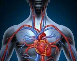 Circulación Sanguínea