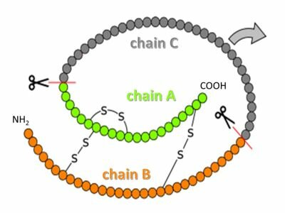 The structure of insulin
