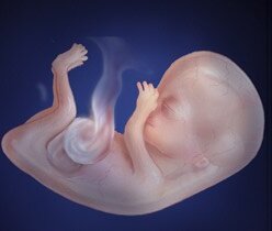 First Trimester (months 1-3)