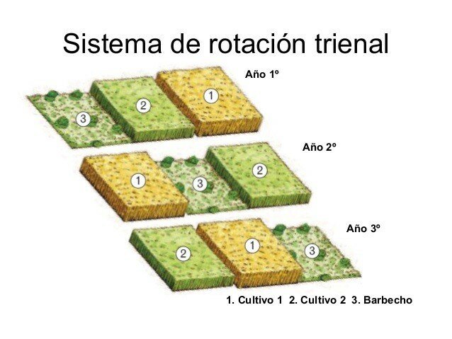 Edad media: Alta edad media (800 hasta el 1100)