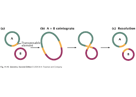 Elementos móviles genéticos