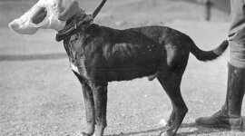 Timeline: THE GREAT WAR: time line.