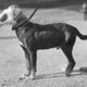 Exp. dog mask  wwi
