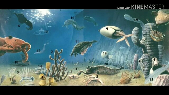 PROTEZOCIO FANEROZOICO 540 MA