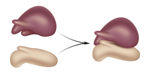 Estructura y función del ribosoma