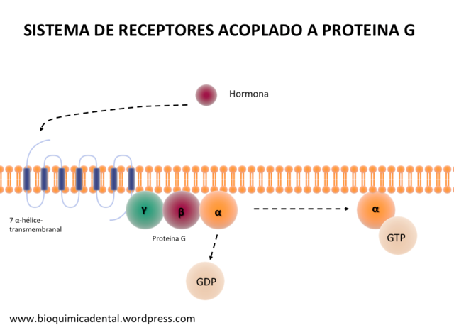 Receptores acoplados a las proteínas G
