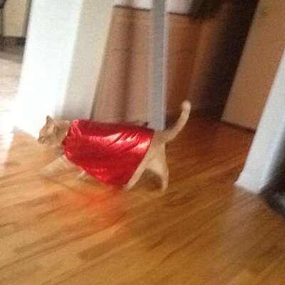 Timeline: Droits de noirs après la 2eme guerre mondial